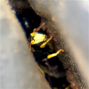 Hylaeus (Gnathoprosopis) euxanthus at Goulburn, NSW - 19 Jan 2025 01:51 PM