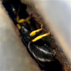 Hylaeus (Gnathoprosopis) euxanthus at Goulburn, NSW - 19 Jan 2025 01:51 PM