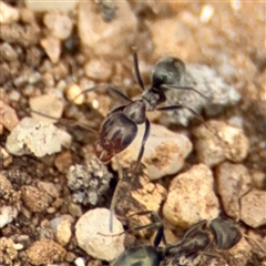 Iridomyrmex sp. (genus) (Ant) at Goulburn, NSW - 19 Jan 2025 by Hejor1