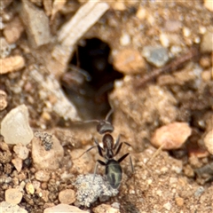 Iridomyrmex sp. (genus) at Goulburn, NSW - 19 Jan 2025 01:54 PM