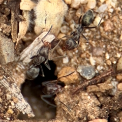 Iridomyrmex sp. (genus) at Goulburn, NSW - 19 Jan 2025 01:54 PM