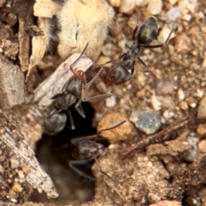 Iridomyrmex sp. (genus) at Goulburn, NSW - 19 Jan 2025 01:54 PM