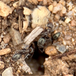 Iridomyrmex sp. (genus) at Goulburn, NSW - 19 Jan 2025 01:54 PM