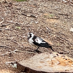 Grallina cyanoleuca (Magpie-lark) at Goulburn, NSW - 19 Jan 2025 by Hejor1