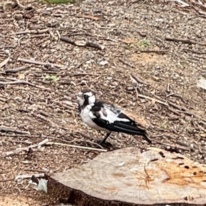 Grallina cyanoleuca (Magpie-lark) at Goulburn, NSW by Hejor1