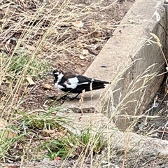 Grallina cyanoleuca at Goulburn, NSW - 19 Jan 2025 02:07 PM