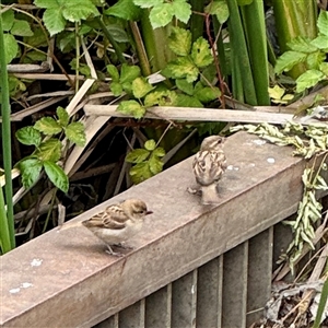 Passer domesticus at Goulburn, NSW - 19 Jan 2025 02:08 PM