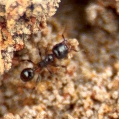 Pheidole sp. (genus) (Seed-harvesting ant) at Goulburn, NSW - 19 Jan 2025 by Hejor1