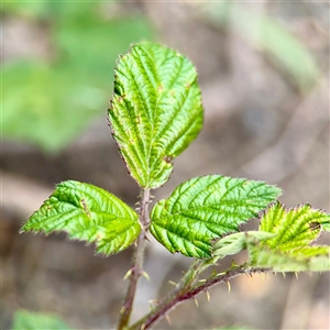 Rubus anglocandicans at Goulburn, NSW - 19 Jan 2025 02:10 PM