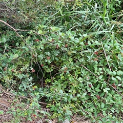 Rubus anglocandicans at Goulburn, NSW - 19 Jan 2025 02:10 PM