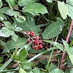 Rubus anglocandicans at Goulburn, NSW - 19 Jan 2025 02:10 PM