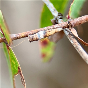 Machaerotinae sp. (family) at Goulburn, NSW - 19 Jan 2025