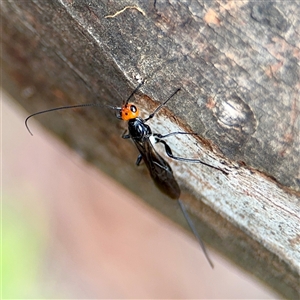 Callibracon capitator (White Flank Black Braconid Wasp) at Goulburn, NSW by Hejor1