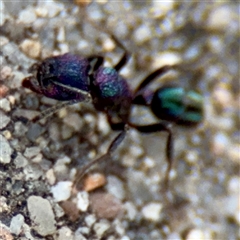 Rhytidoponera metallica (Greenhead ant) at Goulburn, NSW - 19 Jan 2025 by Hejor1