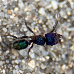 Rhytidoponera metallica at Goulburn, NSW - 19 Jan 2025 02:16 PM