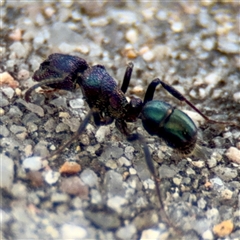 Rhytidoponera metallica at Goulburn, NSW - 19 Jan 2025 02:16 PM