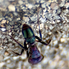 Rhytidoponera metallica at Goulburn, NSW - 19 Jan 2025 02:16 PM