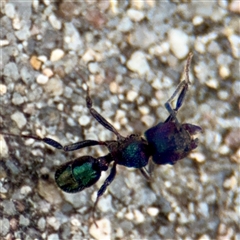 Rhytidoponera metallica at Goulburn, NSW - 19 Jan 2025 02:16 PM