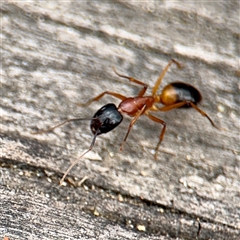 Camponotus consobrinus (Banded sugar ant) at Goulburn, NSW - 19 Jan 2025 by Hejor1