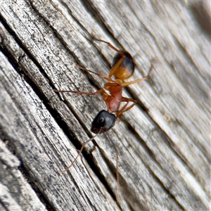 Camponotus consobrinus at Goulburn, NSW - 19 Jan 2025 02:17 PM