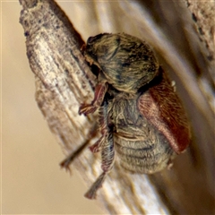 Automolius sp. (genus) (Scarab or Chafer beetle) at Goulburn, NSW - 19 Jan 2025 by Hejor1