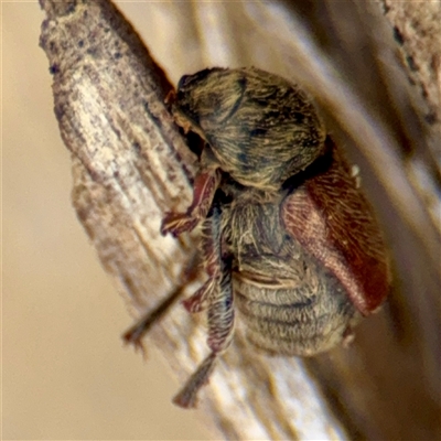 Edusella sp. (genus) at Goulburn, NSW - 19 Jan 2025 by Hejor1