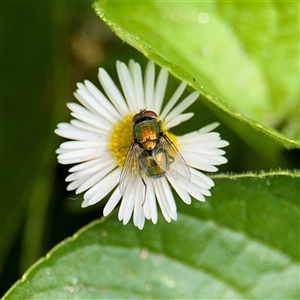 Lucilia sp. (genus) (A blowfly) at Goulburn, NSW by Hejor1