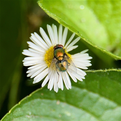 Lucilia sp. (genus) (A blowfly) at Goulburn, NSW - 19 Jan 2025 by Hejor1