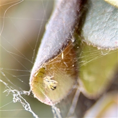 Phonognathidae (family) (Leaf curling orb-weavers) at Goulburn, NSW - 19 Jan 2025 by Hejor1