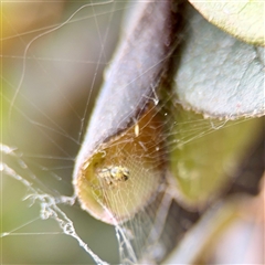 Phonognathidae (family) at Goulburn, NSW - 19 Jan 2025