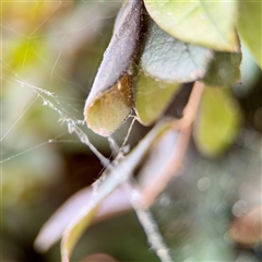 Phonognathidae (family) at Goulburn, NSW - 19 Jan 2025