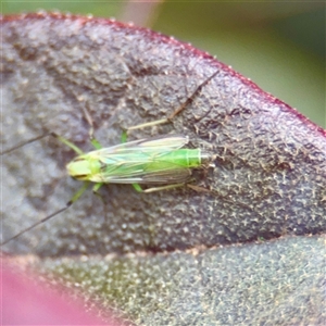 Chironomidae (family) (Non-biting Midge) at Goulburn, NSW by Hejor1