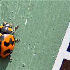 Coccinella transversalis (Transverse Ladybird) at Goulburn, NSW - 19 Jan 2025 by Hejor1