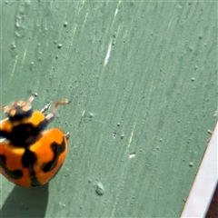 Coccinella transversalis at Goulburn, NSW - 19 Jan 2025 02:22 PM