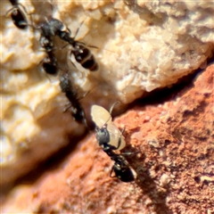 Ochetellus sp. (genus) (Black House Ant) at Goulburn, NSW - 19 Jan 2025 by Hejor1