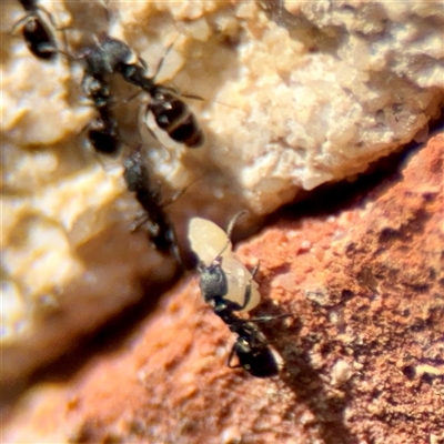 Ochetellus sp. (genus) (Black House Ant) at Goulburn, NSW - 19 Jan 2025 by Hejor1