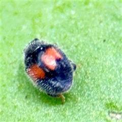 Diomus notescens (Little two-spotted ladybird) at Goulburn, NSW - 19 Jan 2025 by Hejor1