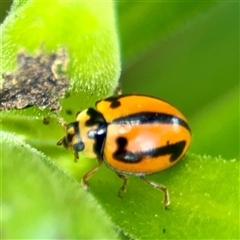 Micraspis frenata (Striped Ladybird) at Goulburn, NSW - 19 Jan 2025 by Hejor1