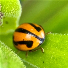 Micraspis frenata at Goulburn, NSW - 19 Jan 2025 02:27 PM