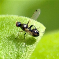 Parapalaeosepsis plebeia (Ant fly) at Goulburn, NSW - 19 Jan 2025 by Hejor1