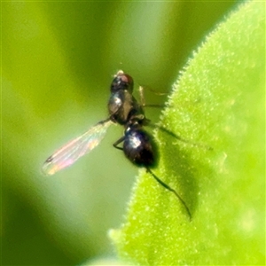 Parapalaeosepsis plebeia at Goulburn, NSW - 19 Jan 2025 02:27 PM