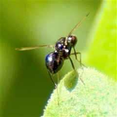 Parapalaeosepsis plebeia at Goulburn, NSW - 19 Jan 2025 02:27 PM