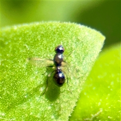 Parapalaeosepsis plebeia at Goulburn, NSW - 19 Jan 2025 02:27 PM