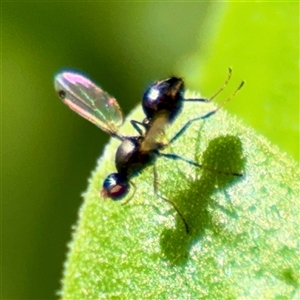 Parapalaeosepsis plebeia at Goulburn, NSW - 19 Jan 2025 02:27 PM