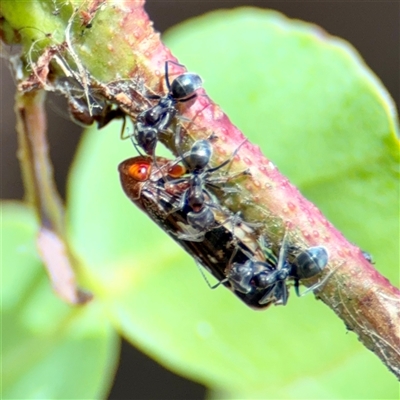 Iridomyrmex sp. (genus) (Ant) at Goulburn, NSW - 19 Jan 2025 by Hejor1