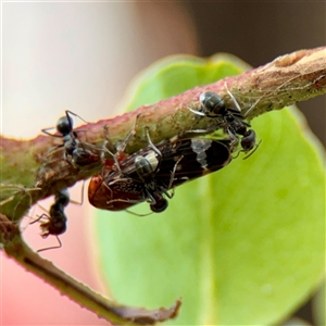 Iridomyrmex sp. (genus) at Goulburn, NSW - 19 Jan 2025 02:28 PM