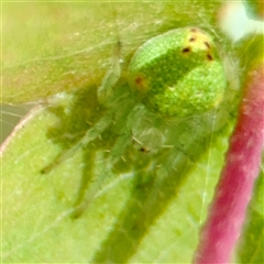 Araneus circulissparsus (species group) at Goulburn, NSW - 19 Jan 2025 02:29 PM