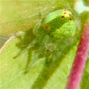 Araneus circulissparsus (species group) at Goulburn, NSW - 19 Jan 2025 02:29 PM