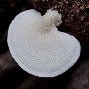 Unidentified Pored or somewhat maze-like on underside [bracket polypores] at Bermagui, NSW by Teresa