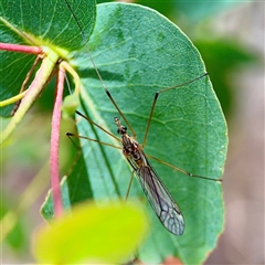 Limoniidae (family) (Unknown Limoniid Crane Fly) at Goulburn, NSW - 19 Jan 2025 by Hejor1